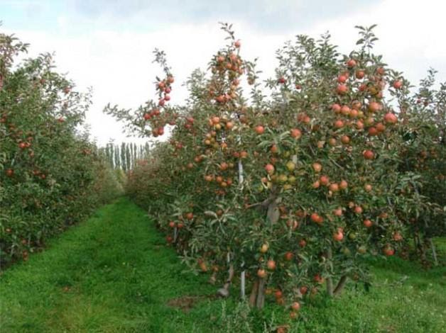Приземленное — описание сорта яблок и правила агротехники