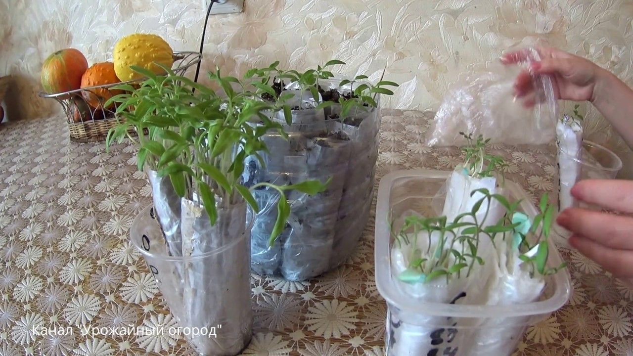 Рассада помидор без пикировки: как посадить, как вырастить
