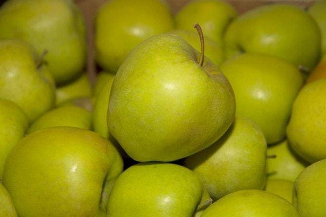 Яблоня сорта гала: праздник вкуса в вашем саду