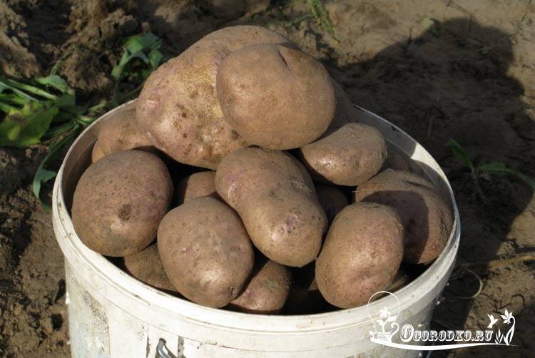 ᐉ сорт картофеля – синеглазка (ганнибал) описание и фото - roza-zanoza.ru
