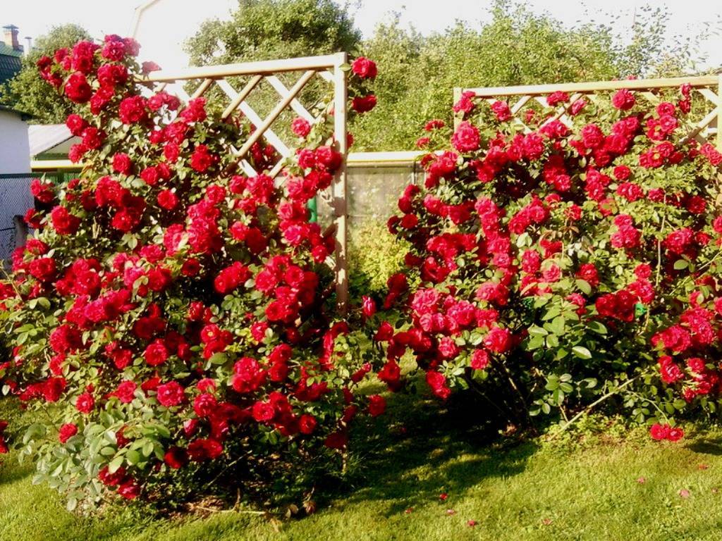 Роза плетистая: посадка и уход в открытом грунте, фото