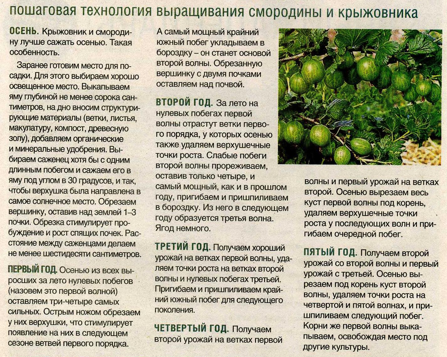 Чёрная смородина пигмей – один из лучших сортов на российском рынке