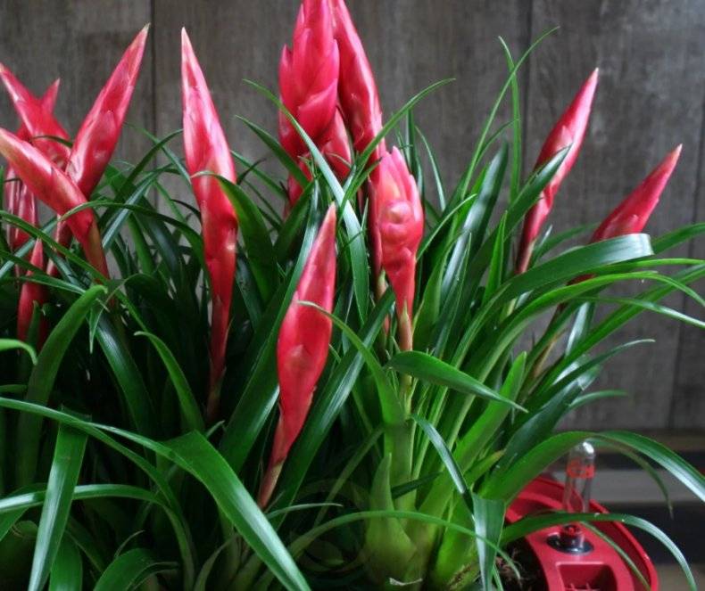 Выращивание вриезии у себя дома — как добиться цветения (фото и видео инструкция)