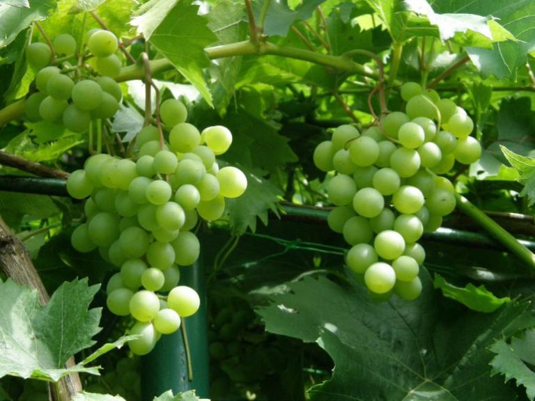 Виноград галбена ноу: описание сорта, фото и отзывы