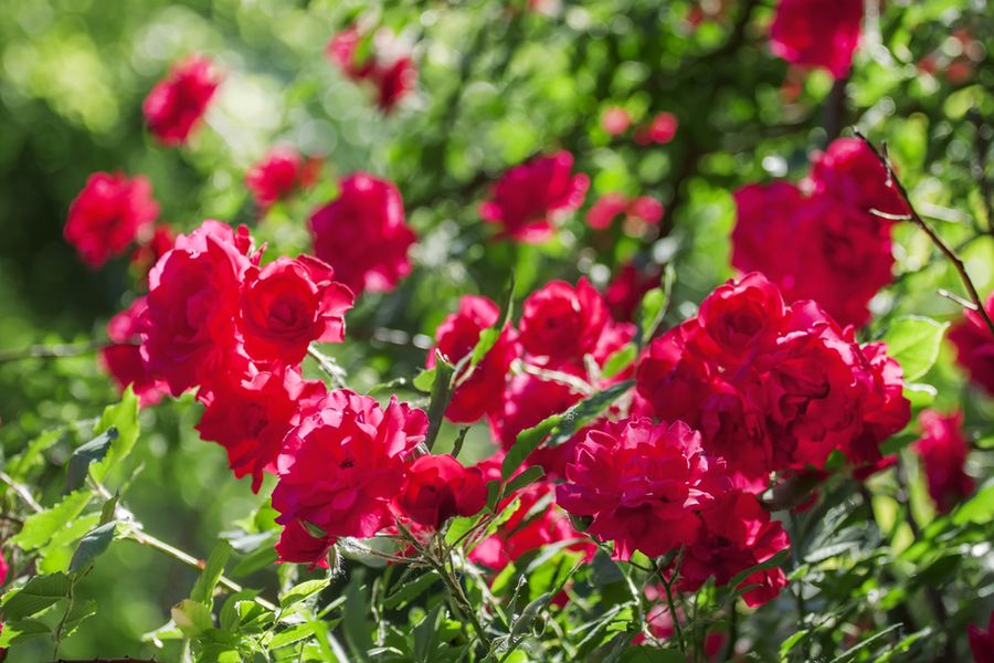Плетистая роза сантана посадка и уход в открытом грунте - сад и огород