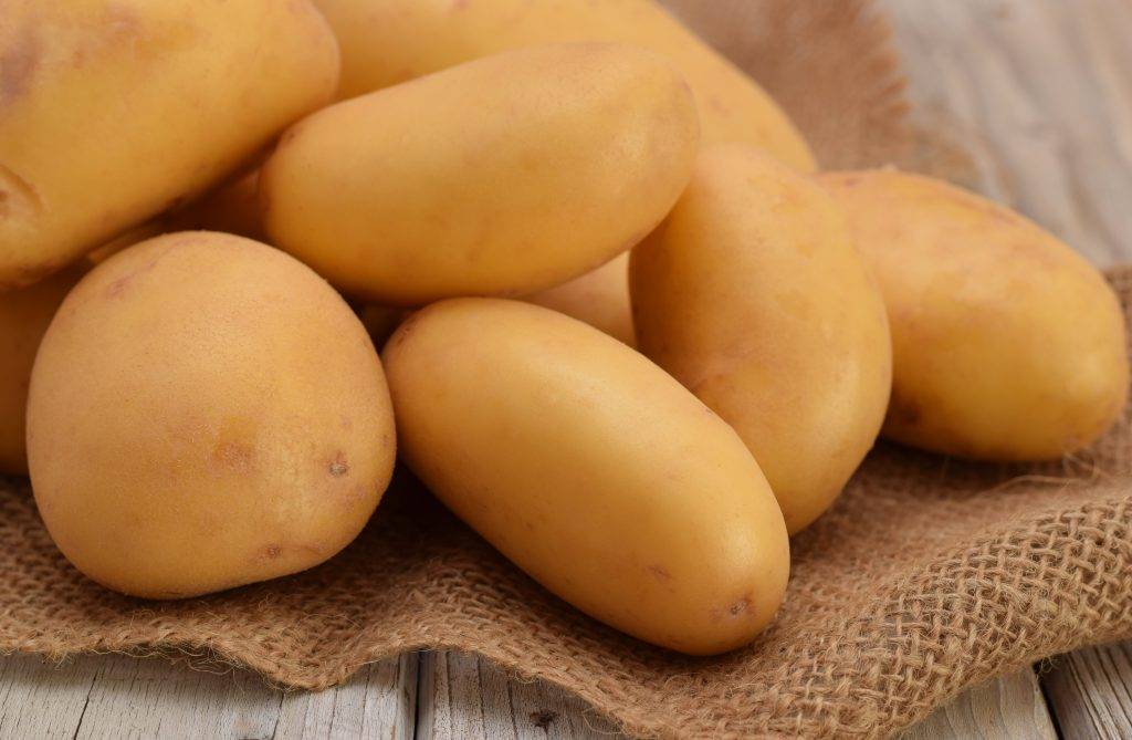 Сорт картофеля гулливер: характеристика, описание с фото, отзывы