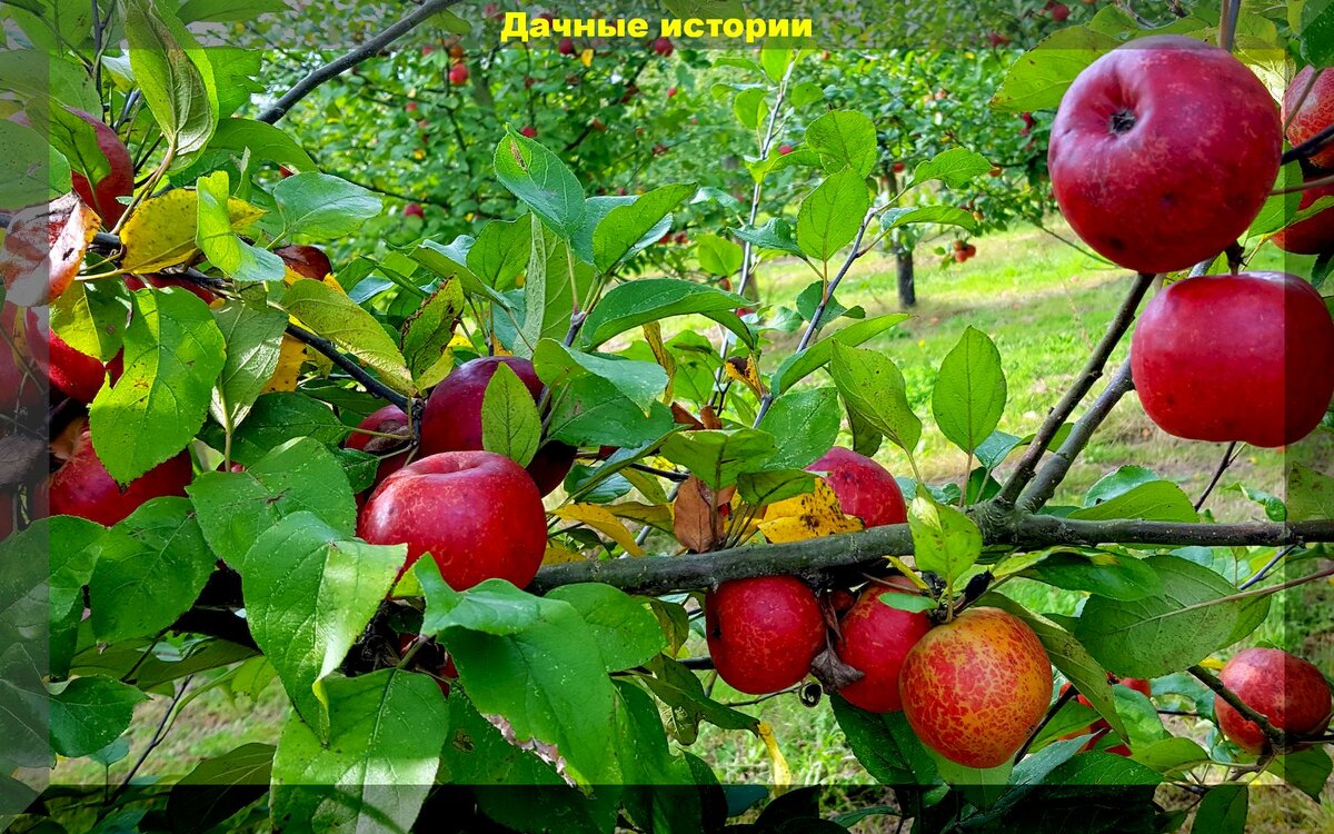 Как заставить яблоню плодоносить каждый год? секреты садовода