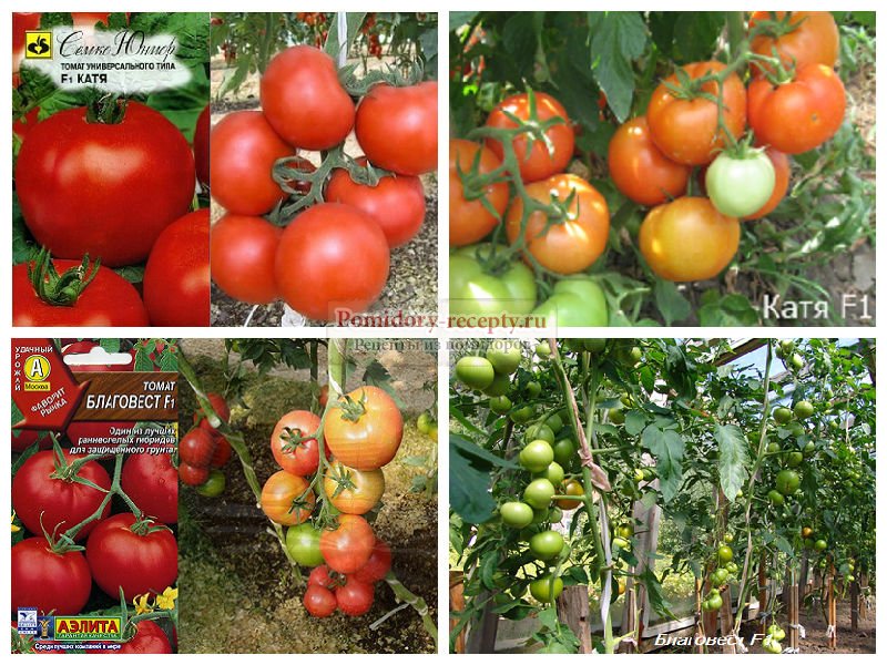 Как вырастить среднеплодный томат. полное описание особенностей культивации гибрида катюша