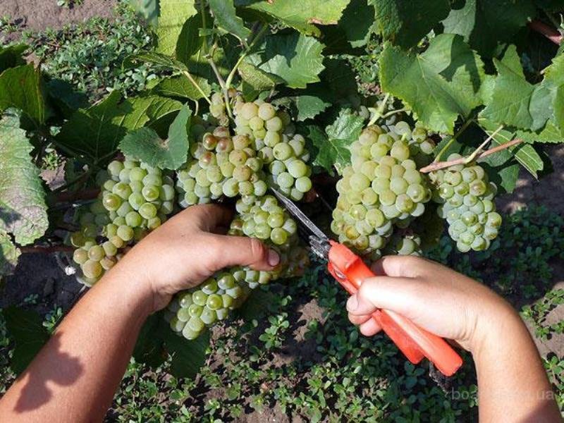 ᐉ выращивание винограда в сибири - виноград - roza-zanoza.ru