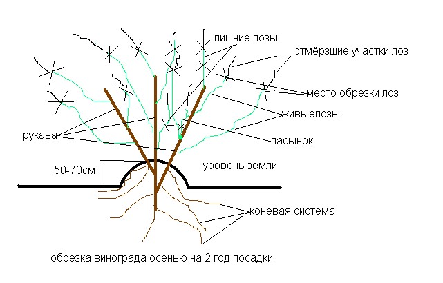 Схема обрезки винограда осенью для новичков в картинках пошагово