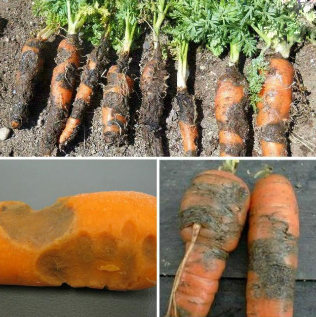 Почему желтеет морковь на грядке что делать причины