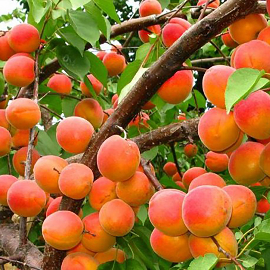 Самые лучшие сорта абрикосов для подмосковья - блог фермера