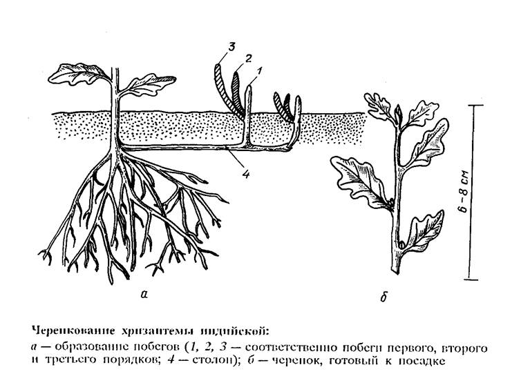 Правила осенней высадки хризантем