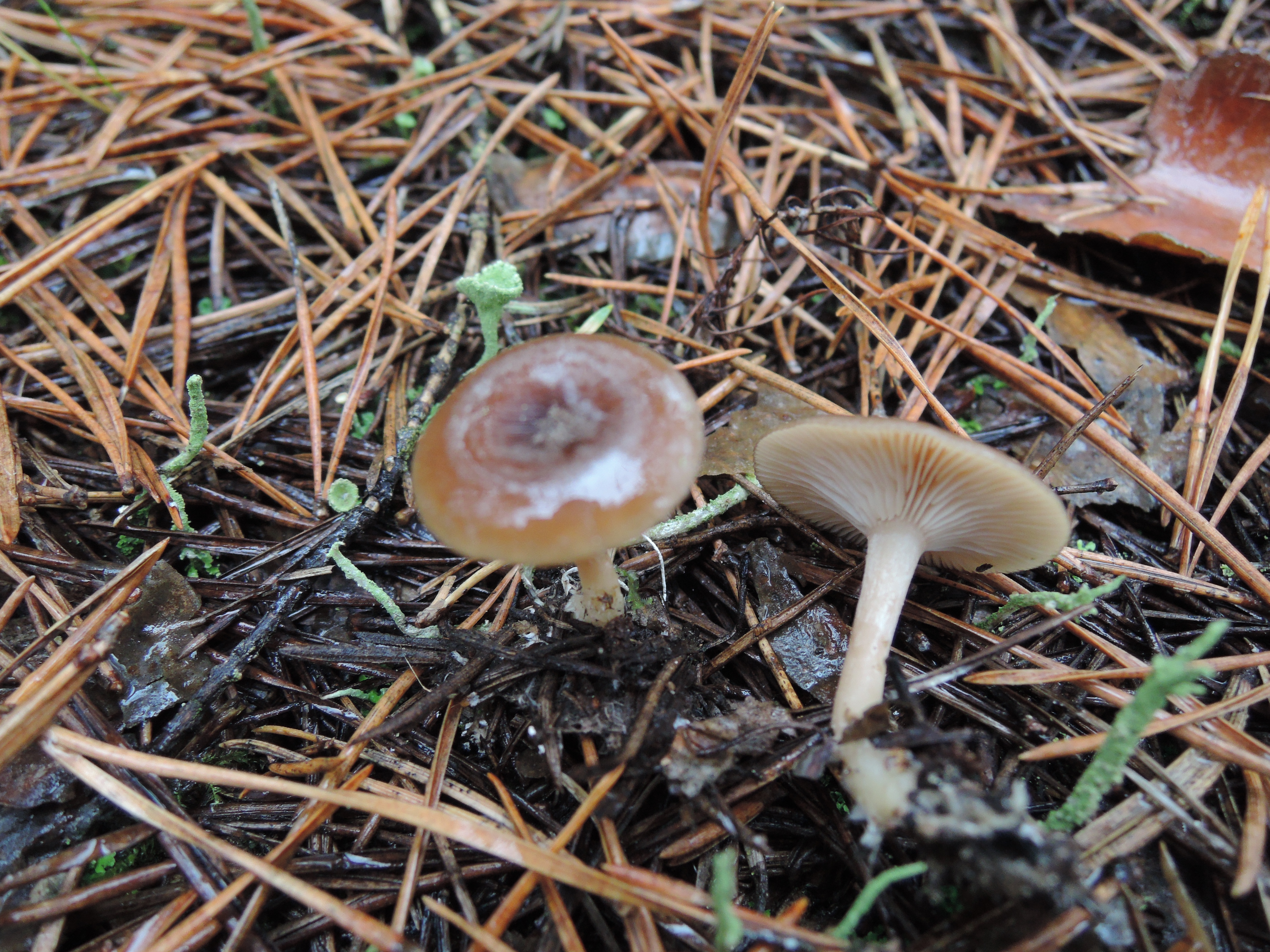 Грибные места в волгоградской области: из-за сухой погоды даже съедобные грибы опасны!