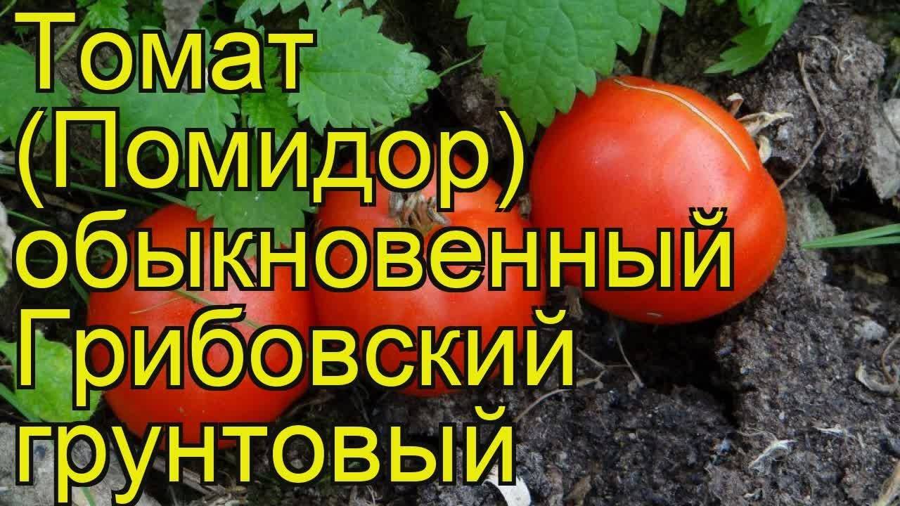 Томат грибовский — характеристика и описание сорта