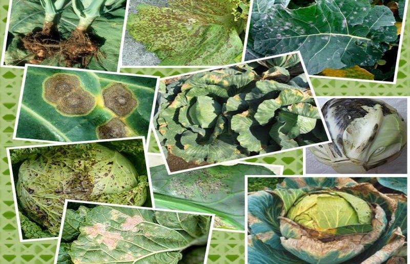 Борьба с капустной молью - химические препараты и народные средства