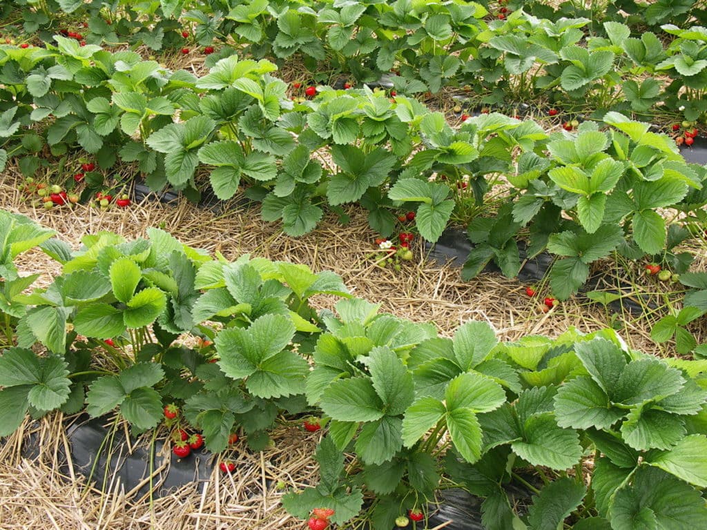 Выращивание клубники в открытом грунте, необычные агротехнологии.