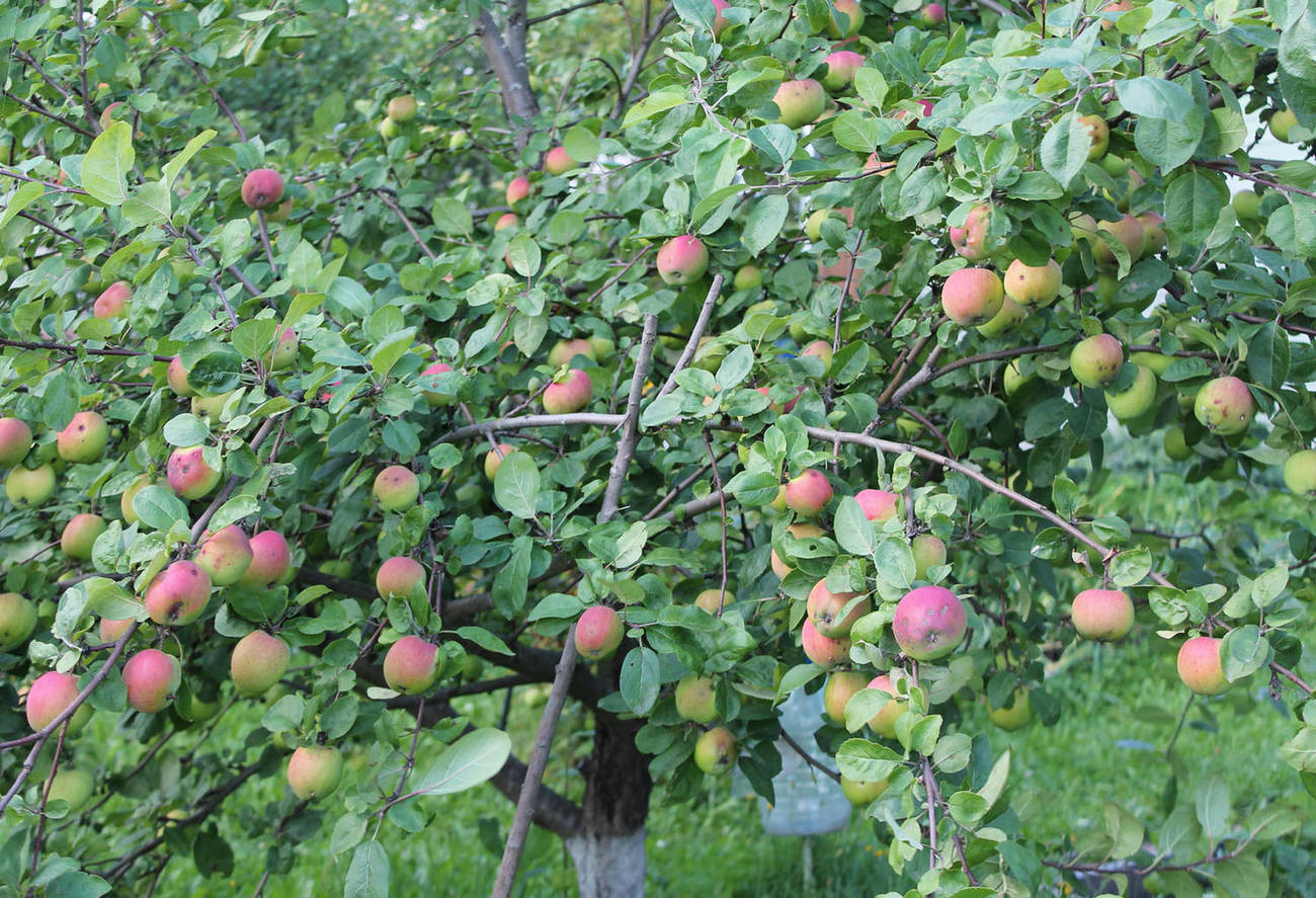 Посадка и уход за яблонями канадского сорта лобо
