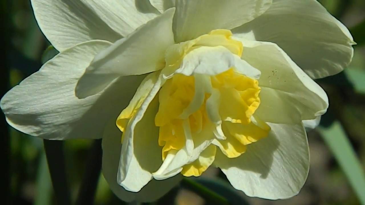 Нарцисс таити: описание и характеристики сорта, посадка, выращивание и уход