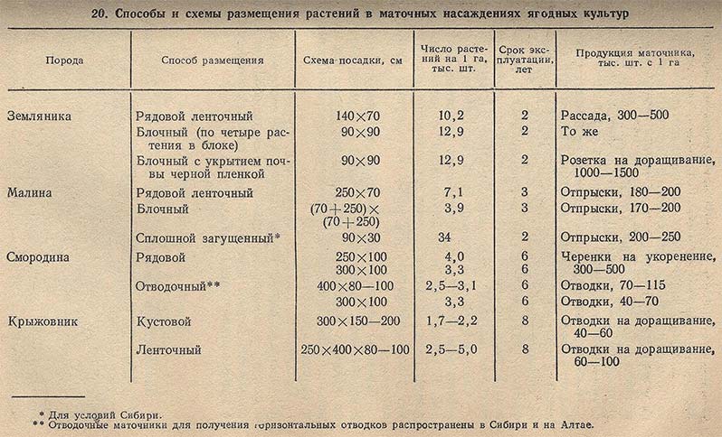 Расстояние между цветами. Схема посадки ягодных культур. Время посадки деревьев и кустарников. Норматив высадки плодово-ягодных деревьев и кустарников. Расстояние при посадке плодовых деревьев.