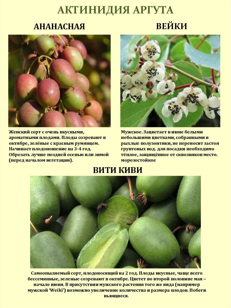 Актинидия аргута выращивание и уход, в том числе из семян, а также лучшие сорта с описанием, характеристикой и отзывами