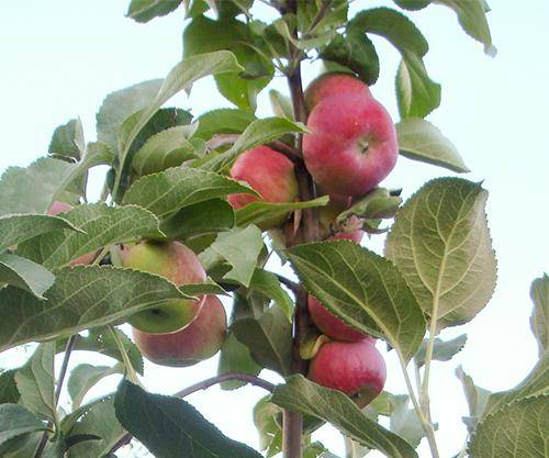 Яблоня серебряное копытце — описание сорта, посадка и уход, видео | сад и огород