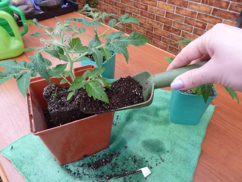 Когда и как пикировать рассаду помидоров пошагово с фото видео