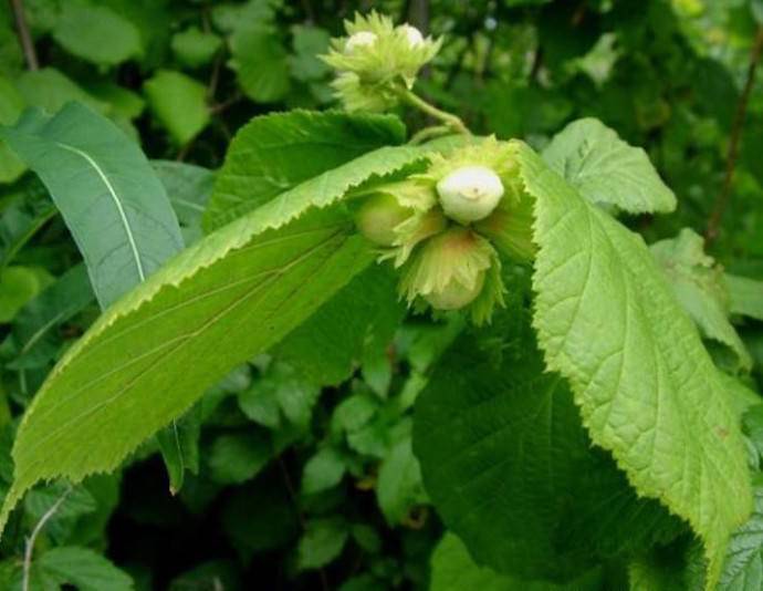 Как цветет фундук (лещина), биологические особенности лесного ореха  хроники процветании