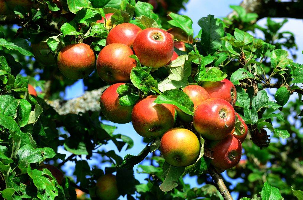 О яблоне боровинка: описание и характеристики сорта, посадка и уход