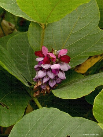 Растение кудзу (пуэрария дольчатая, пуэрия лопастная): корень, экстракт в медицине, применение пуэрина, отзывы, фото