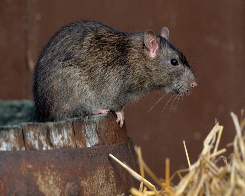 Как избавиться от крыс в частном доме навсегда - народными средствами