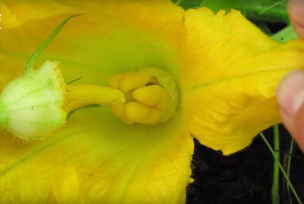 Причины, почему не цветет тыква: как заставить цвести, что делать, фото как цветет тыква