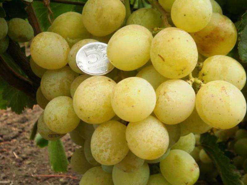 Описание и правила выращивания винограда сорта Антоний Великий