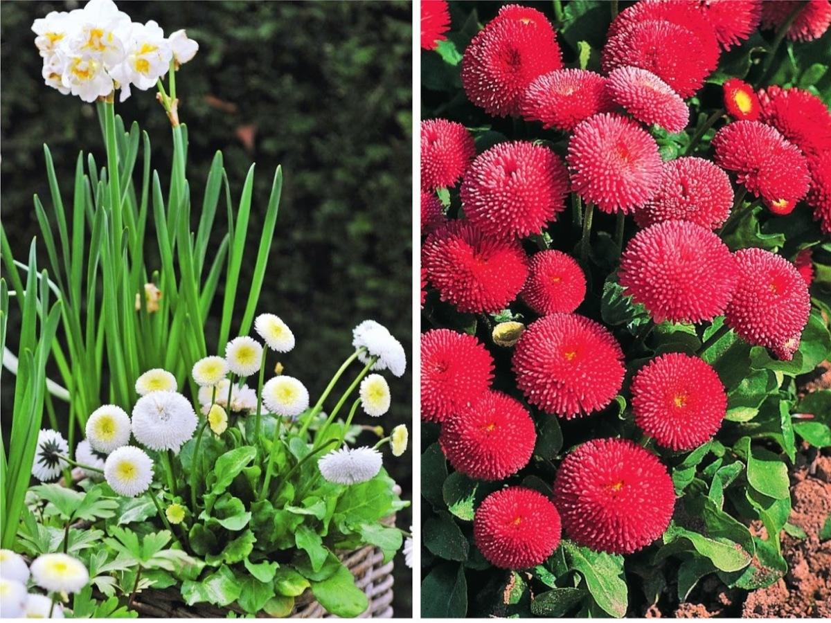 Многолетние цветы для урала и сибири, цветущие все лето: фото и названия популярных многолетников