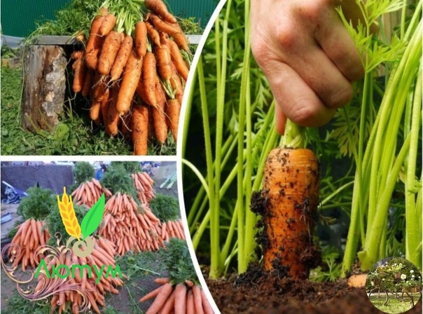 Как прореживать морковь на грядке правильно: инструкция + видео