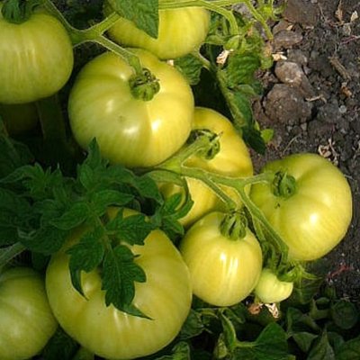 Неоправданно забытый — томат «лонг кипер»: описание сорта и фото, когда сажать рассаду