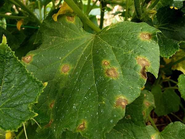 Пятна на листьях огурцов – из-за чего появляются, что делать и чем лечить