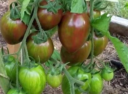Описание сорта томатов султан и особенности ухода – дачные дела