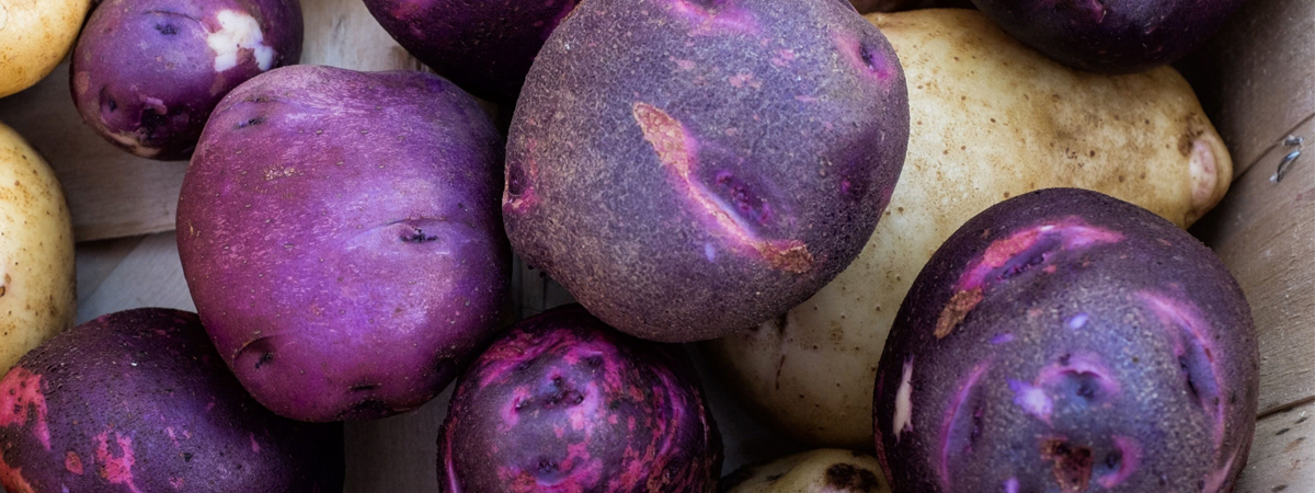 Может ли фиолетовый картофель нанести вред организму и каковы полезные свойства корнеплода?