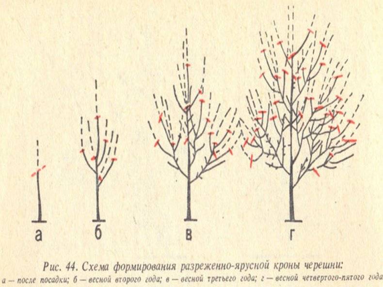 Почему не плодоносит черешня — основные причины и советы что делать если не цветет дерево черешни (80 фото и видео)