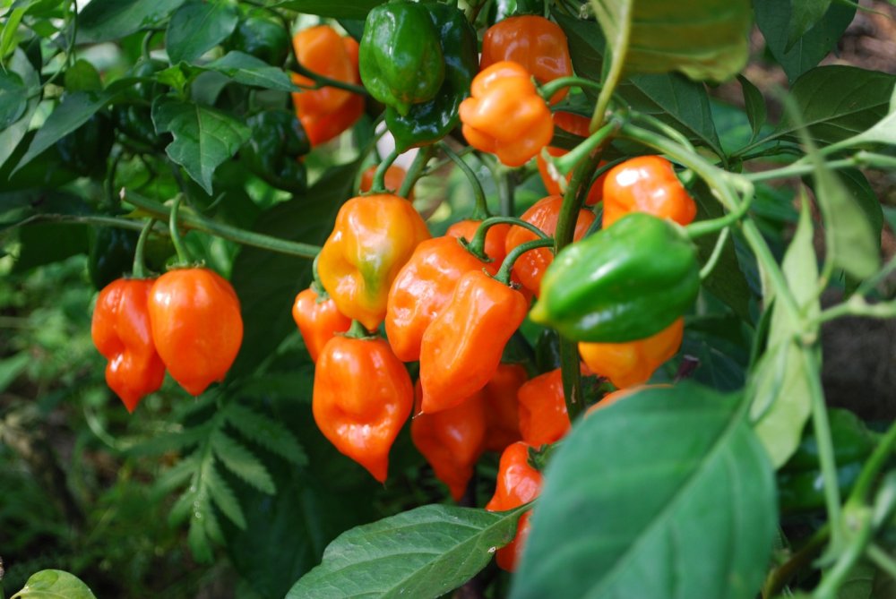 Перец хабанеро: особенности выращивания и ухода в домашних условиях