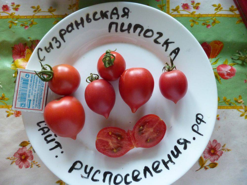 Сызранская пипочка томат описание