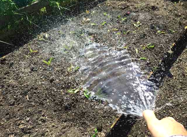 Как использовать подкормку для свеклы и удобрения, как поливать и сажать