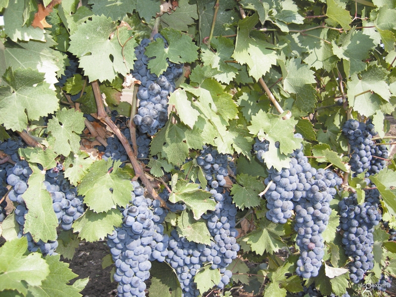 Виноград красотка: описание сорта с характеристикой и отзывами, особенности посадки и выращивания, фото