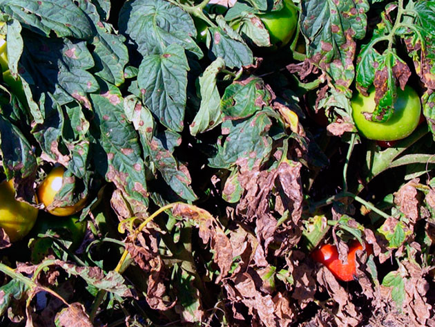 Кладоспориоз томатов – серьезная причина для беспокойства об урожае