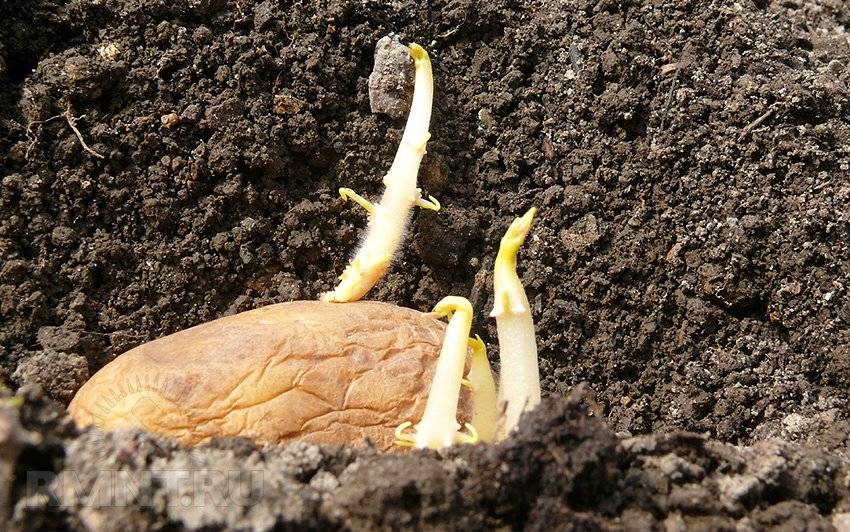 5 причин, почему я больше не сажаю картошку — ботаничка.ru