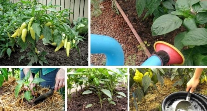 Выращивание рассады перца от "а" до "я" – 4 сезона огородника