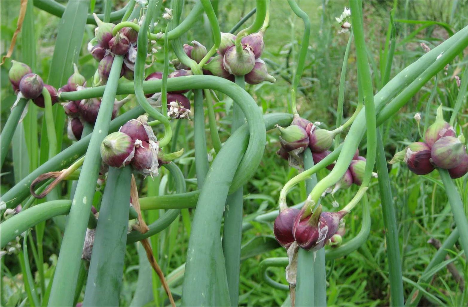 Нектароскордум (сицилийский лук): фото, описание видов цветка, посадка, уход