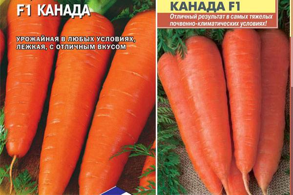 Морковь канада f1: описание сорта, фото, отзывы