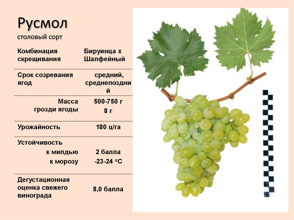 Виноград кеша: выращивание, уход и описание сорта